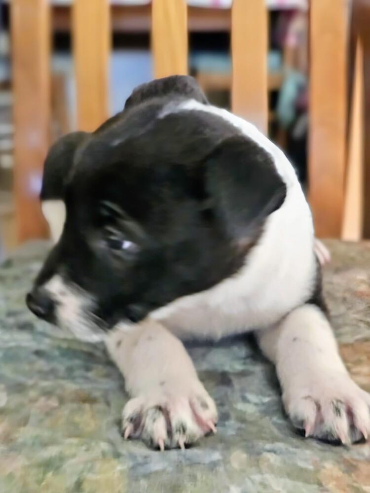 Addison, Adoptable, Puppy Female Shepherd & Mixed Breed.