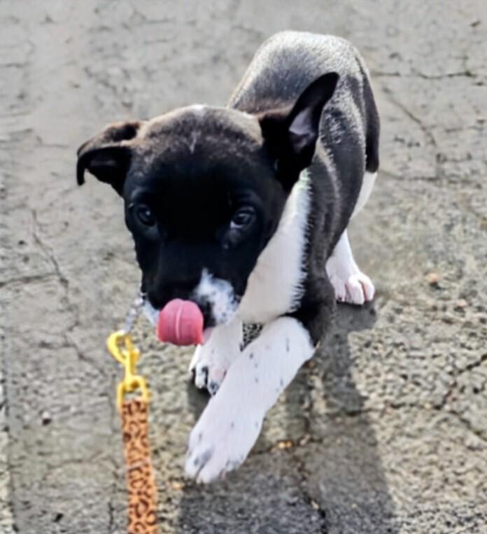 Enlarge Addison, a Adoptable mixed breed in Evergreen, CO image 1/4