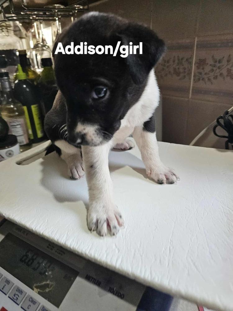 Enlarge Addison, a Adoptable mixed breed in Evergreen, CO image 1/6