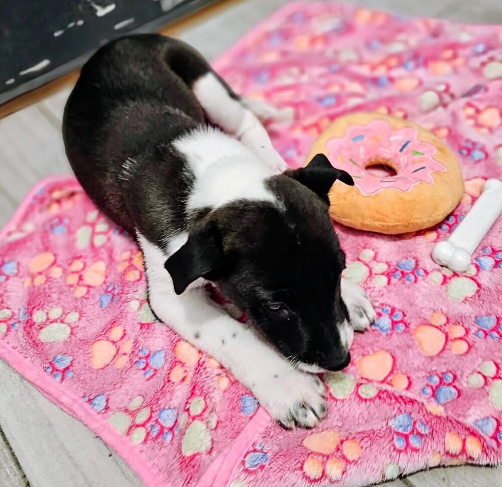 Enlarge Addison, a Adoptable mixed breed in Evergreen, CO image 2/4