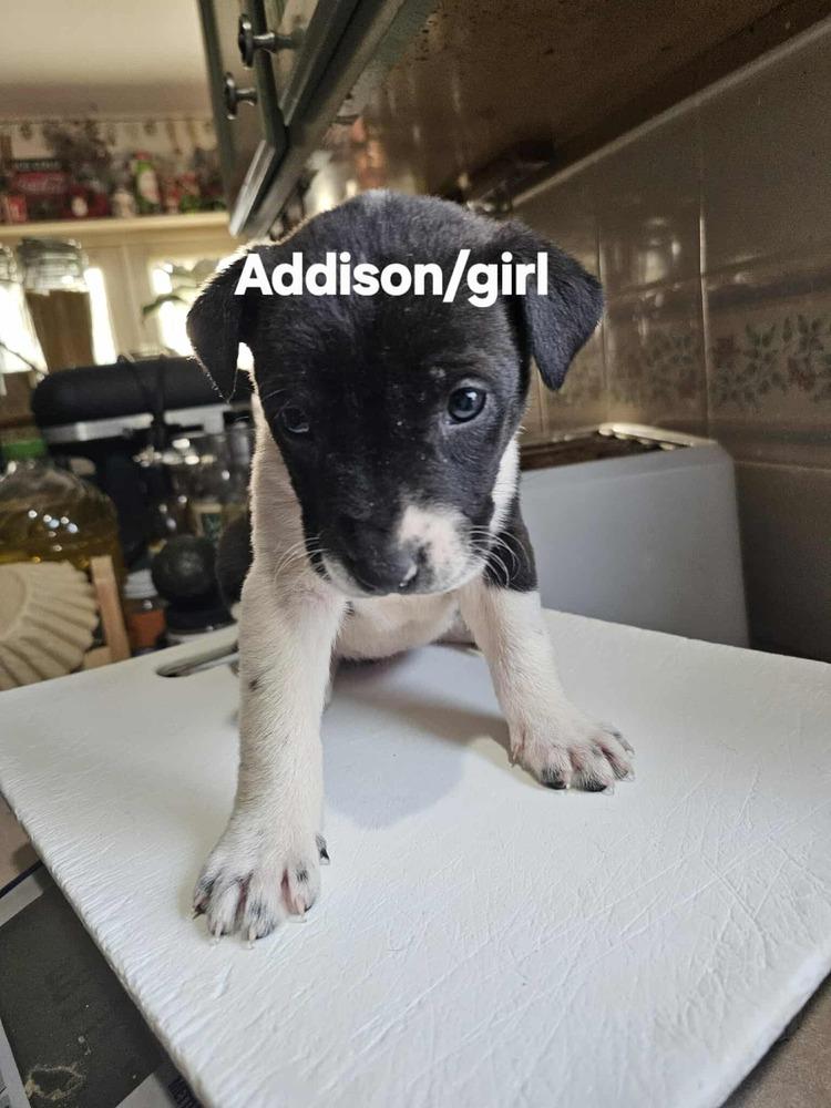 Enlarge Addison, a Adoptable mixed breed in Evergreen, CO image 2/6