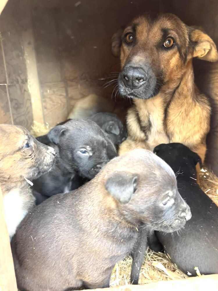 Enlarge Addison, a Adoptable mixed breed in Evergreen, CO image 3/6