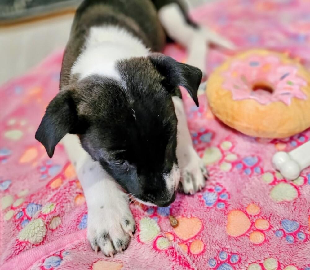 Enlarge Addison, a Adoptable mixed breed in Evergreen, CO image 3/4