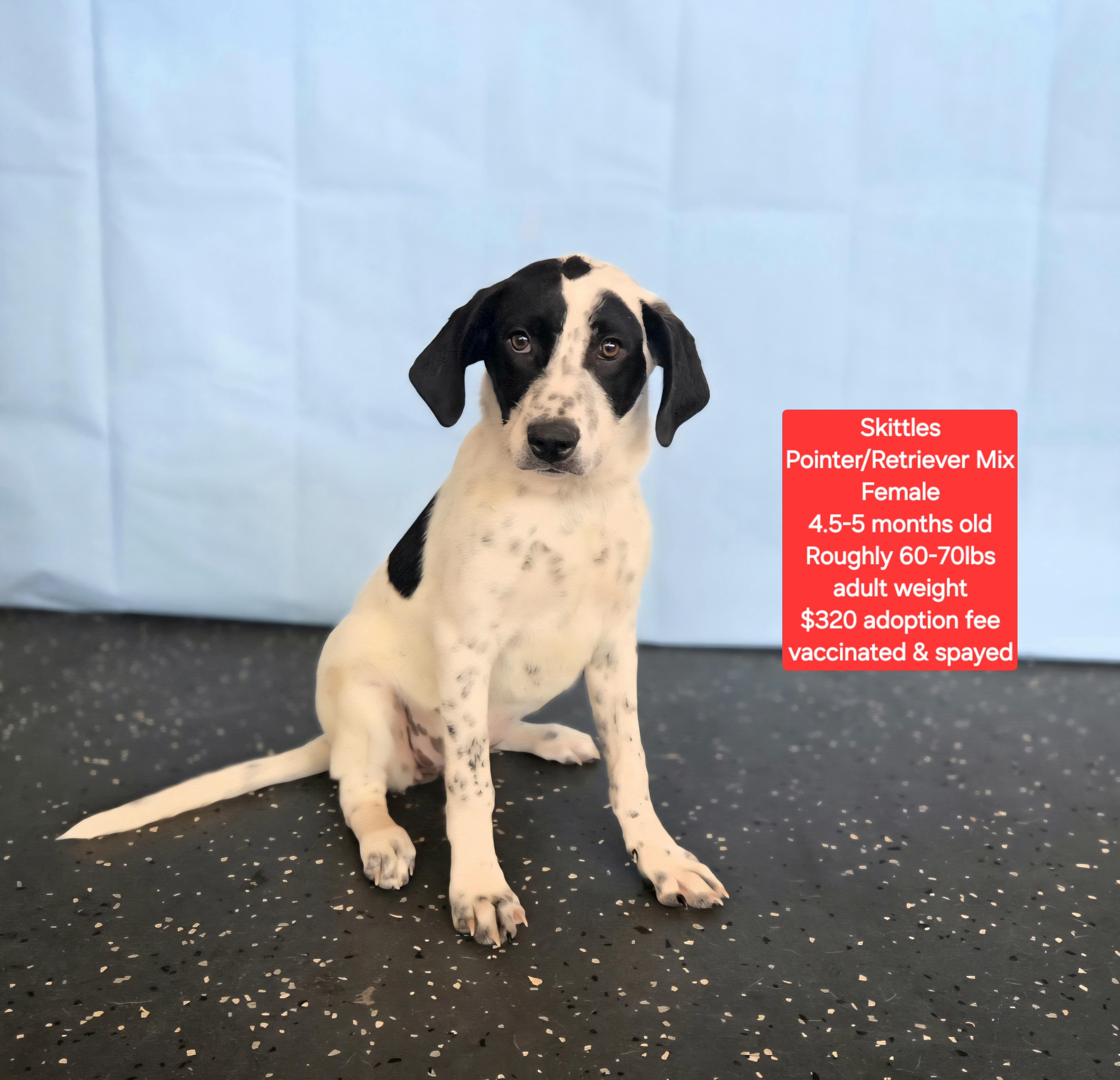 Enlarge Skittles, a ADOPTABLE mixed breed in Oviedo, FL image 1/1