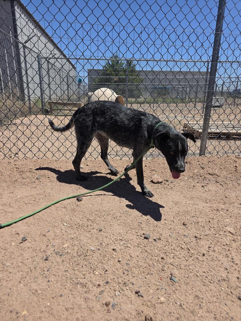 Enlarge Buttercup, a Adoptable Cattle Dog in Holbrook, AZ image 1/1