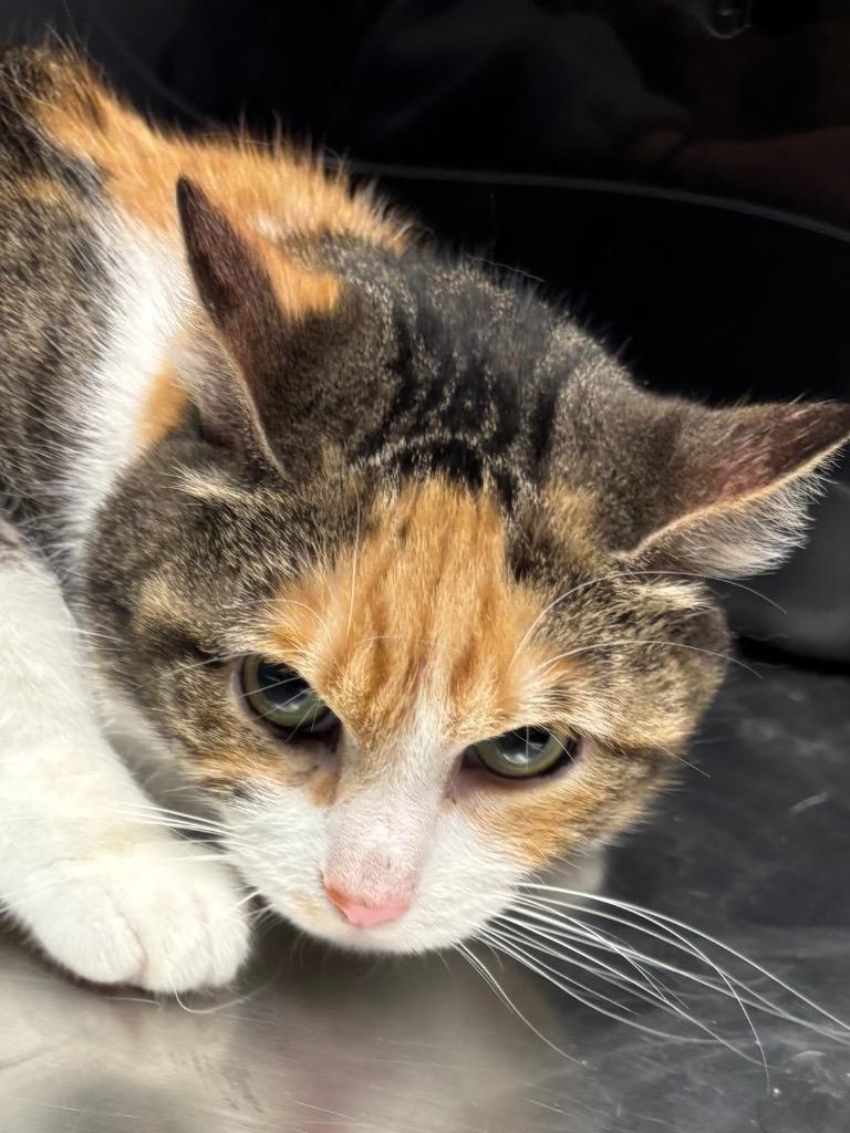 Hermione, Adoptable, Adult Female Domestic Short Hair.