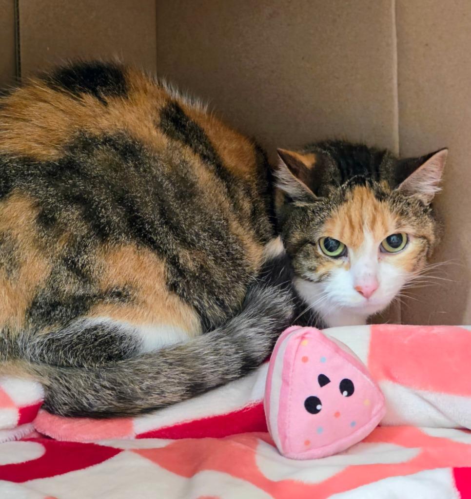 Enlarge Hermione, a Adoptable mixed breed in Bloomington, IN image 2/2