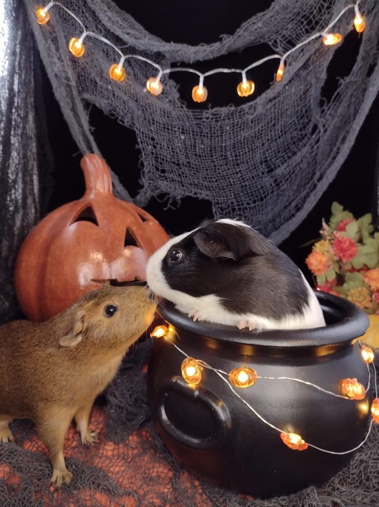 Enlarge Bunn (fostered in Omaha), a Adoptable Guinea Pig in Papillion, NE image 1/6