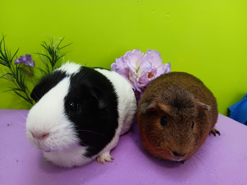 Enlarge Bunn (fostered in Omaha), a Adoptable Guinea Pig in Papillion, NE image 2/6