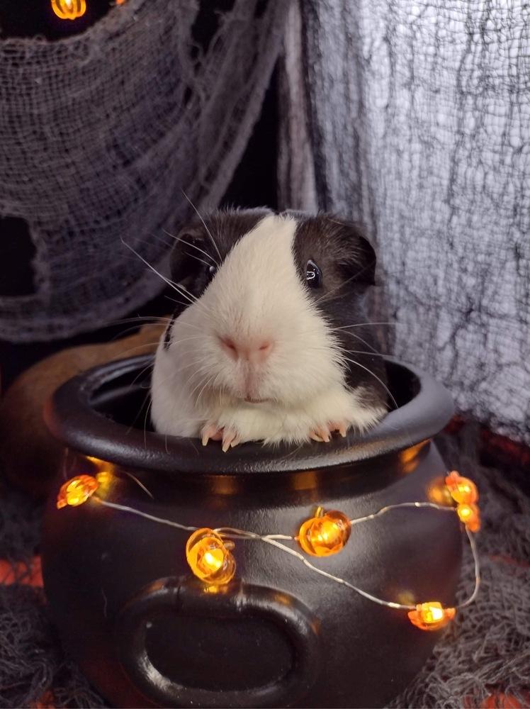 Enlarge Bunn (fostered in Omaha), a Adoptable Guinea Pig in Papillion, NE image 3/6