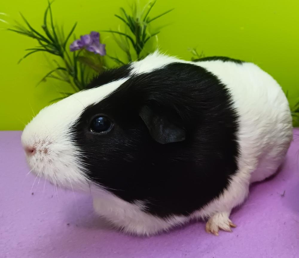 Enlarge Bunn (fostered in Omaha), a Adoptable Guinea Pig in Papillion, NE image 4/6