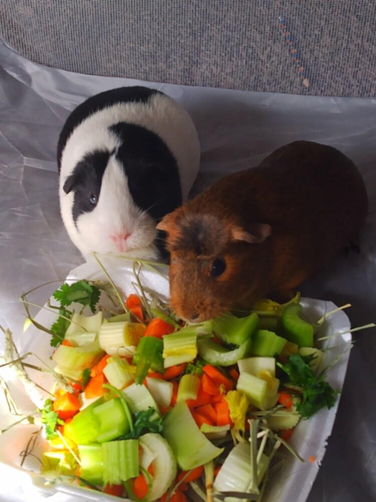 Bunn (fostered in Omaha), Adoptable, Senior Female Guinea Pig.