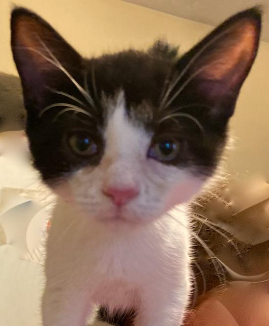 Bulldozer, a 12 week old super love!, an adoptable Domestic Short Hair in Durham, CT, 06422 | Photo Image 3