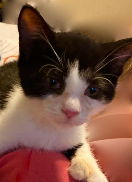 Bulldozer, a 12 week old super love!, an adoptable Domestic Short Hair in Durham, CT, 06422 | Photo Image 2