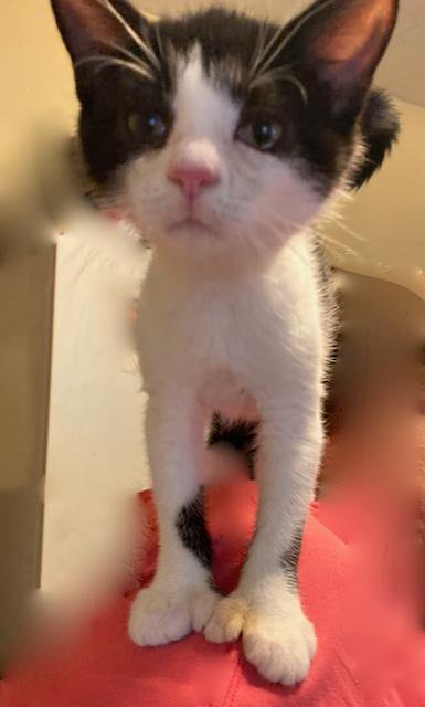 Bulldozer, a 12 week old super love!, an adoptable Domestic Short Hair in Durham, CT, 06422 | Photo Image 4
