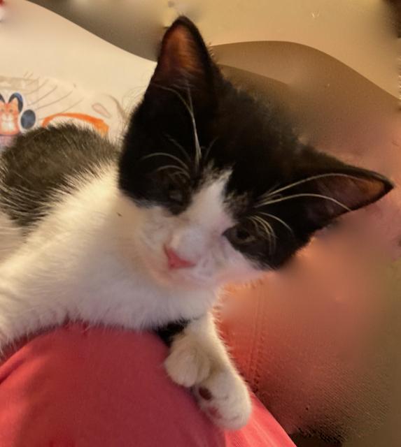 Bulldozer, a 12 week old super love!, an adoptable Domestic Short Hair in Durham, CT, 06422 | Photo Image 1