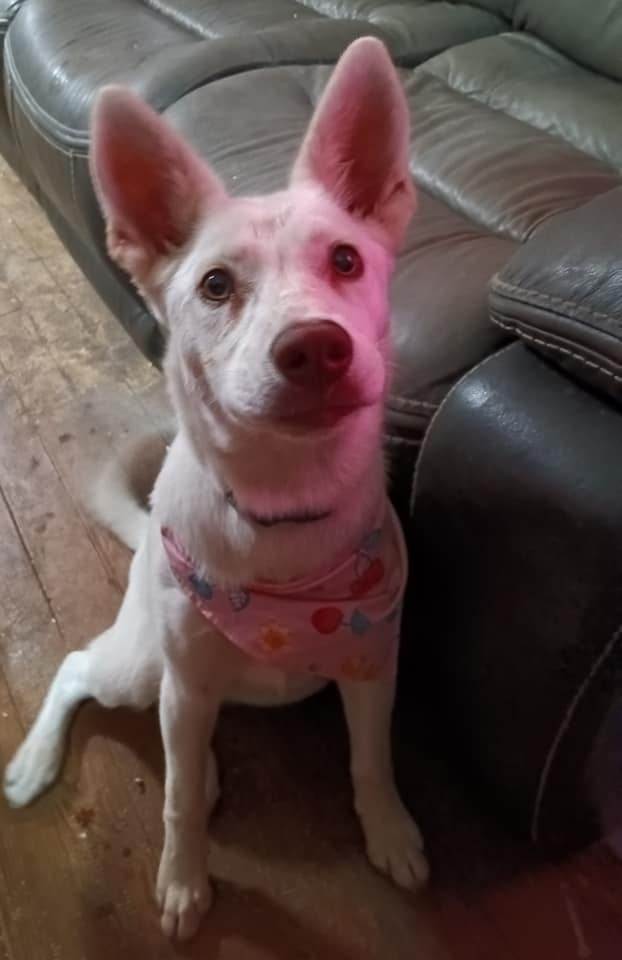 Nala, Adopted, Adult Female Husky.