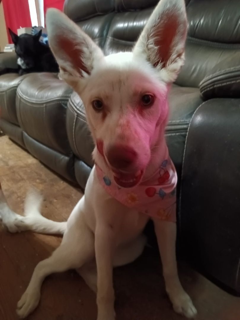 Nala, a Adopted Husky in Ponca City, OK image 3/4