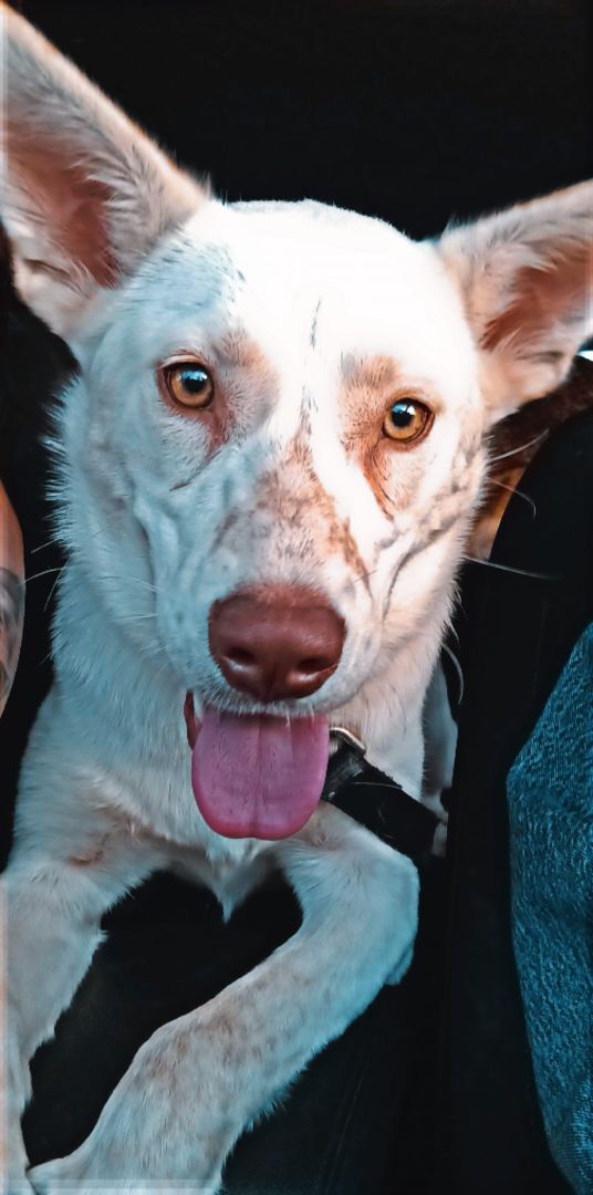 Nala, a Adopted Husky in Ponca City, OK image 4/4