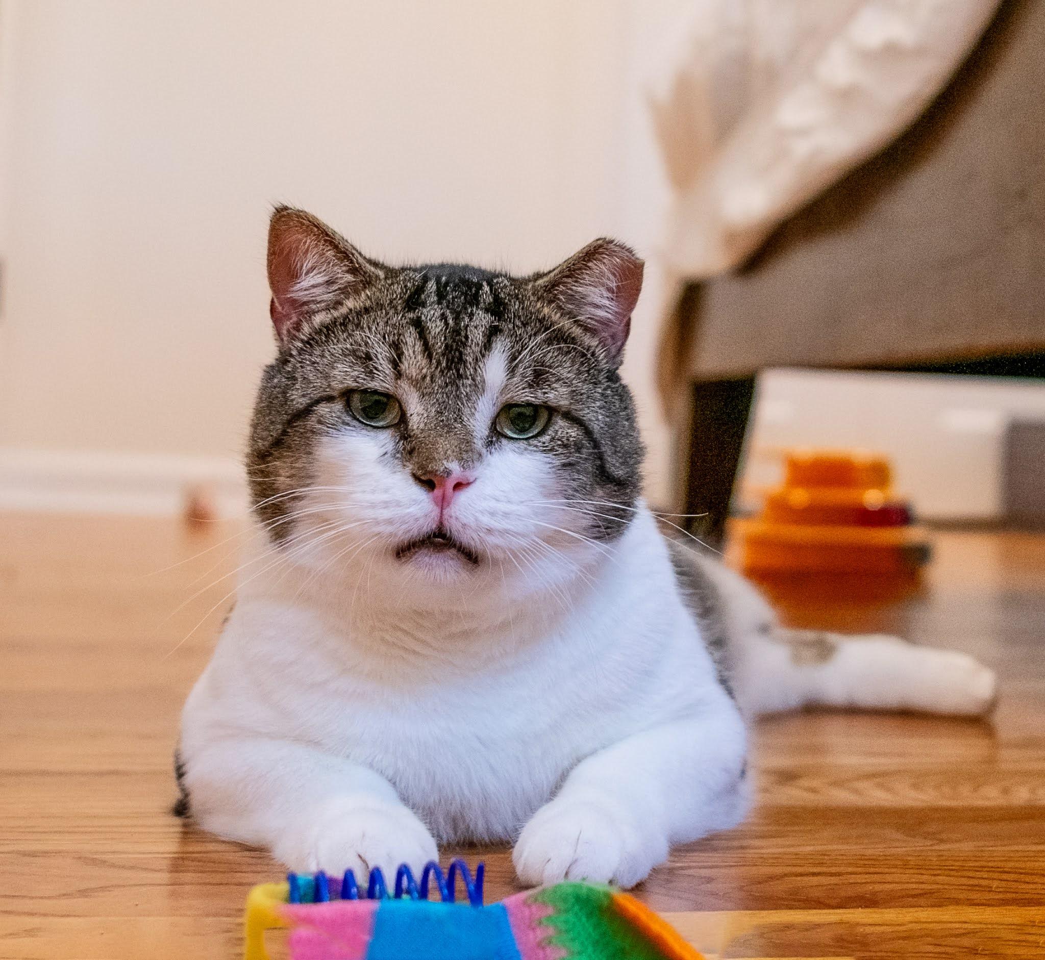 Vernon, Adopted, Adult Male Domestic Short Hair.