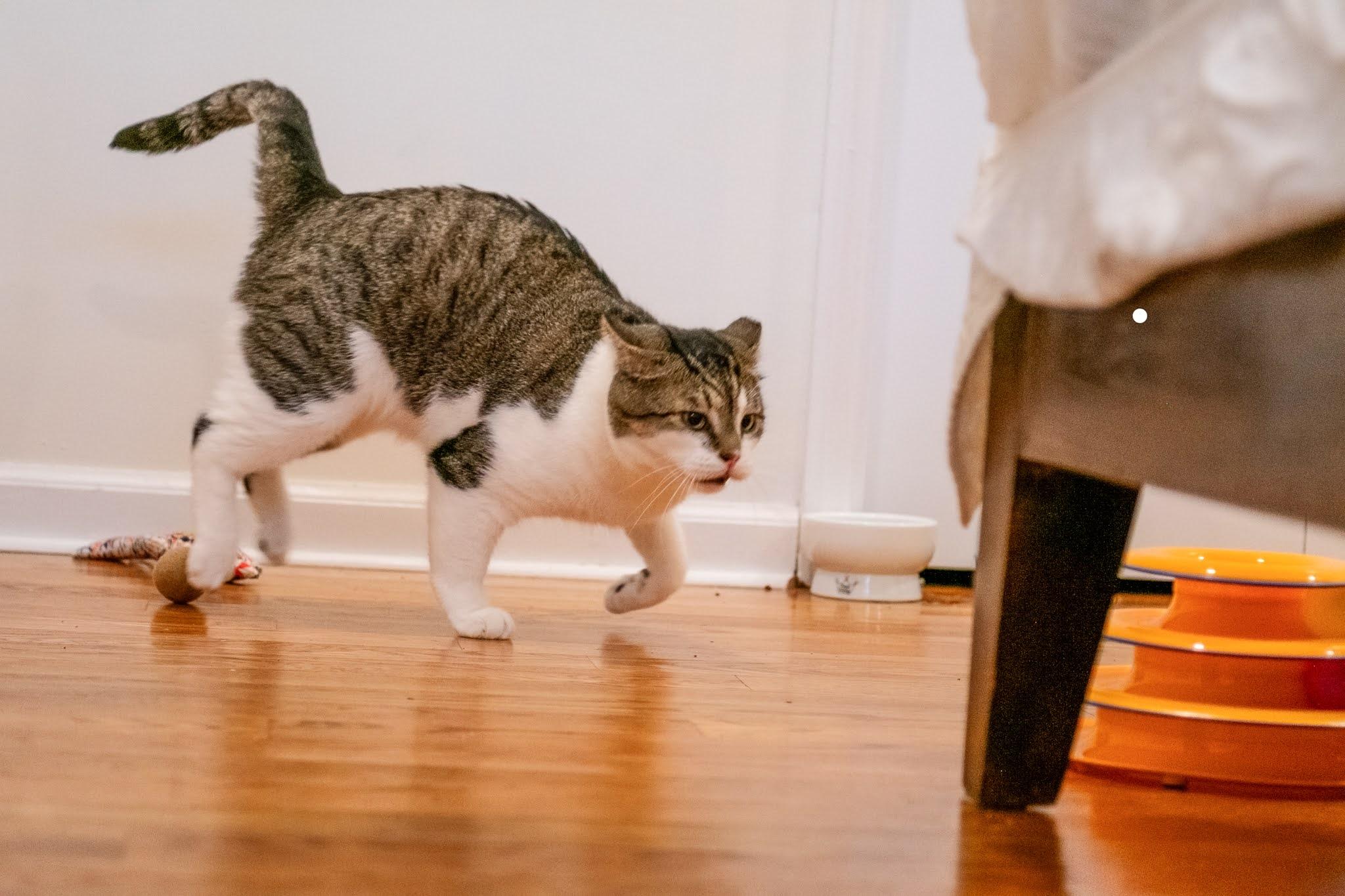 Enlarge Vernon, a Adopted Domestic Short Hair in New York, NY image 3/5