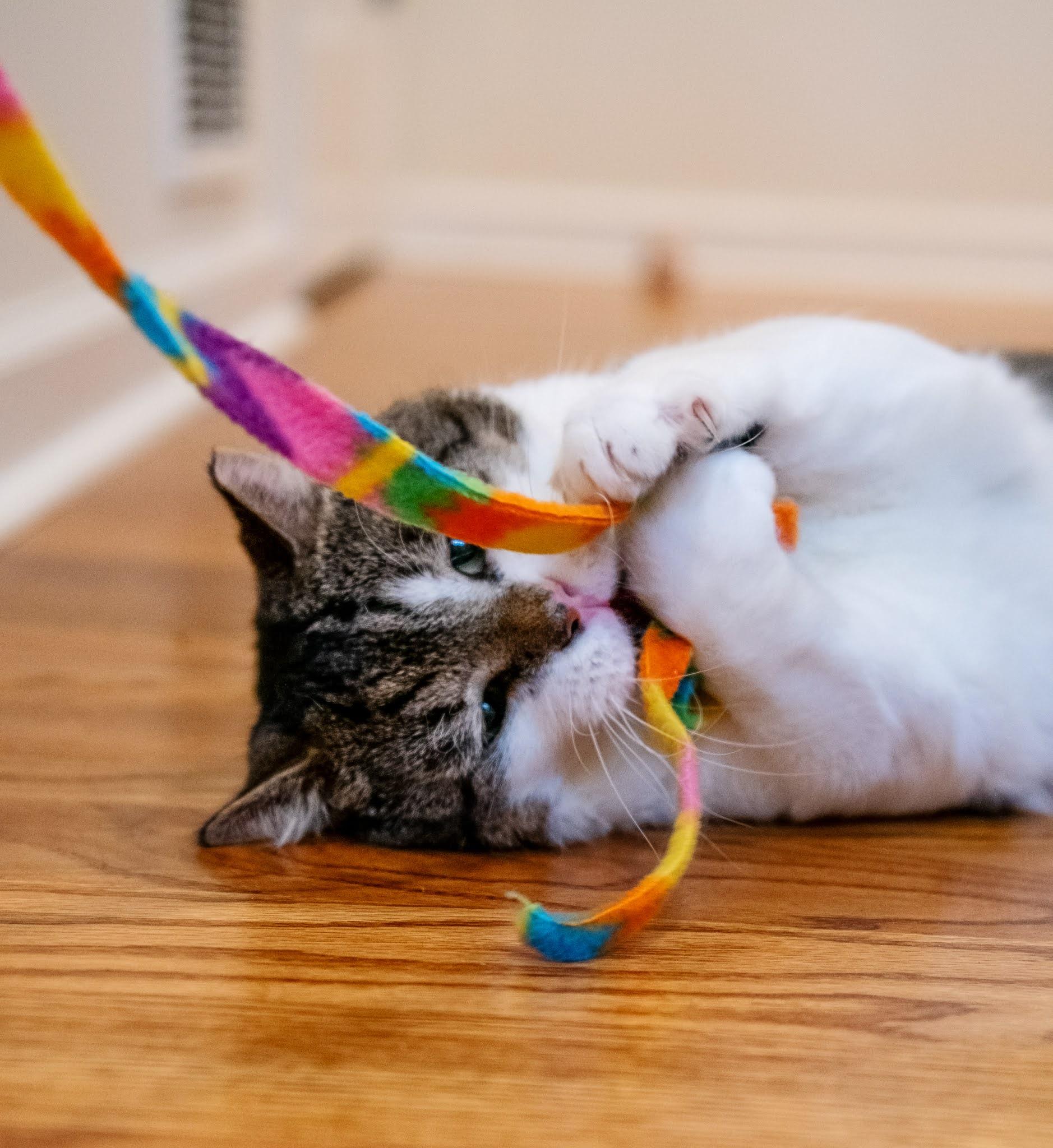 Enlarge Vernon, a Adopted Domestic Short Hair in New York, NY image 2/5