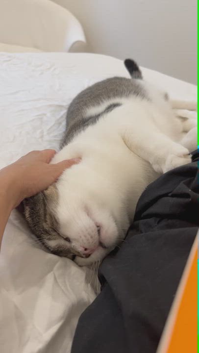 Enlarge Vernon, a Adopted Domestic Short Hair in New York, NY video 5/5