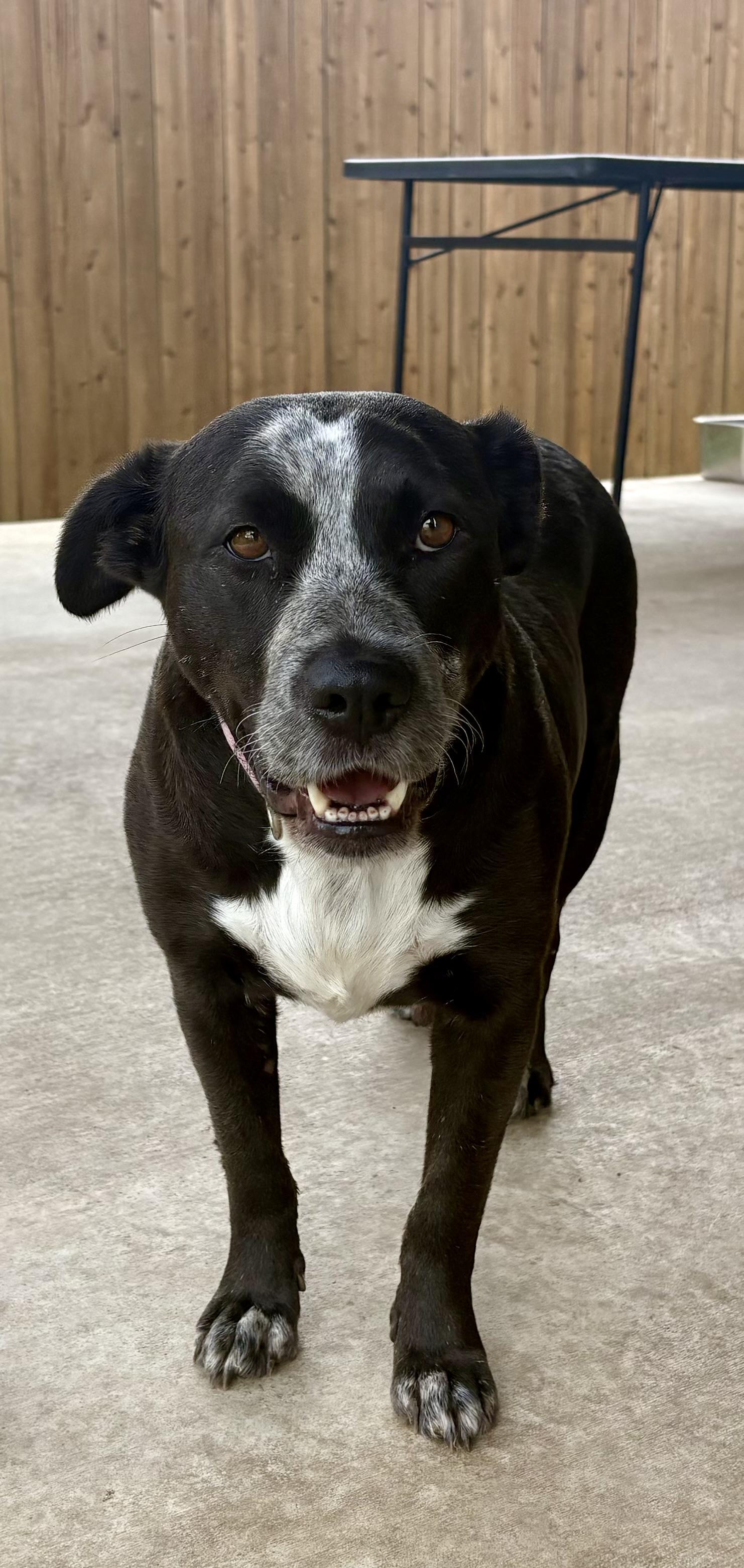 Star, adoptable, Adult Female Australian Cattle Dog / Blue Heeler.