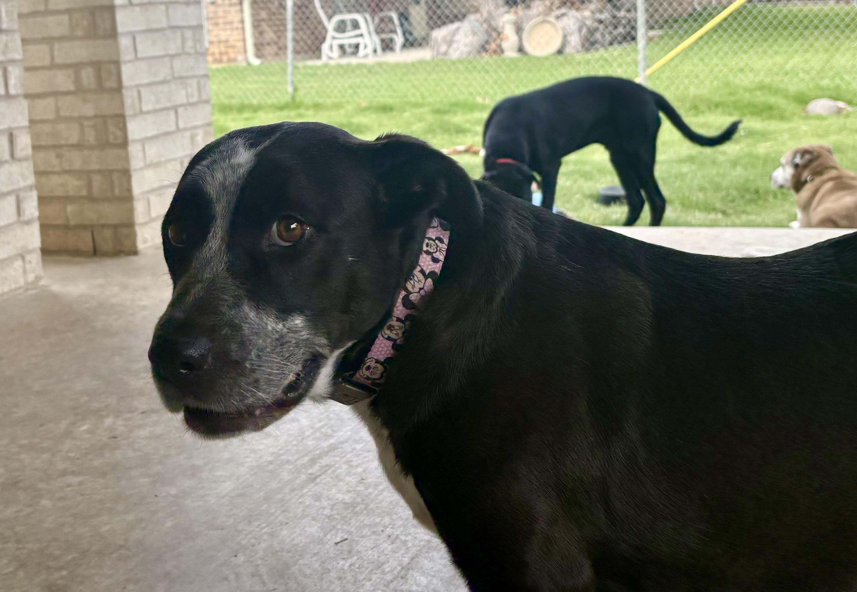 Enlarge Star, an adoptable mixed breed in Argyle, TX image 2/3