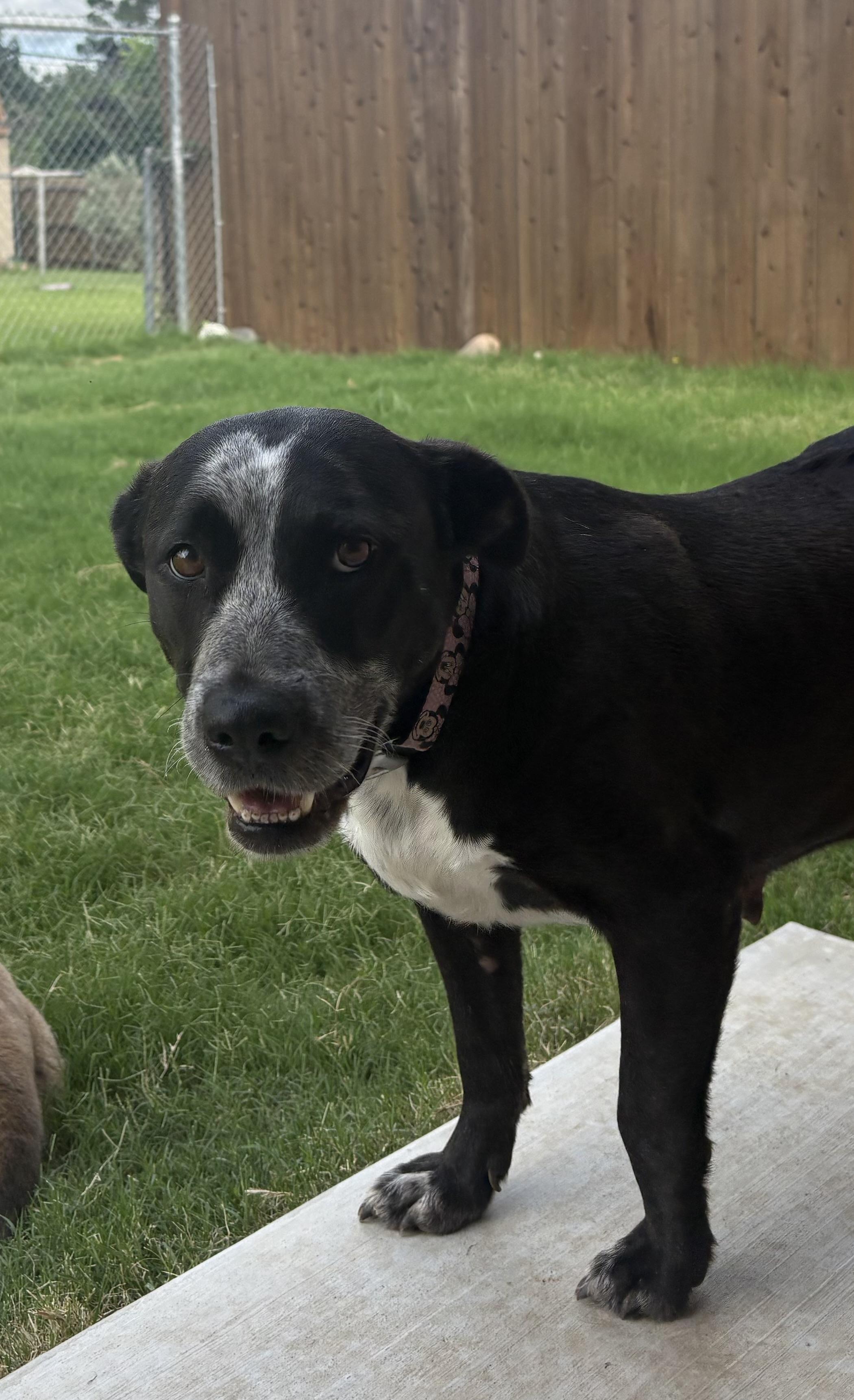 Enlarge Star, an adoptable mixed breed in Argyle, TX image 3/3