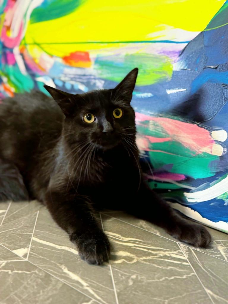 Enlarge Beach, a Adoptable mixed breed in Effingham, IL image 1/6