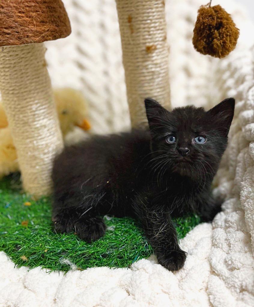 Enlarge Beach, a Adoptable mixed breed in Effingham, IL image 2/6