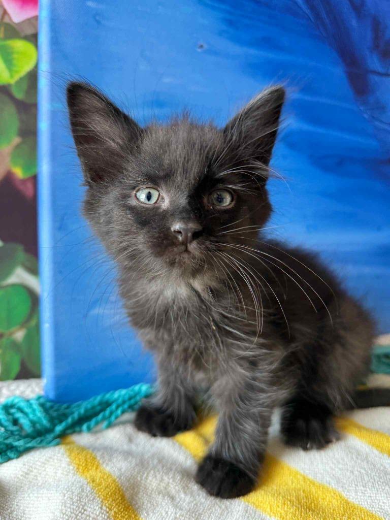 Enlarge Beach, a Adoptable mixed breed in Effingham, IL image 3/6