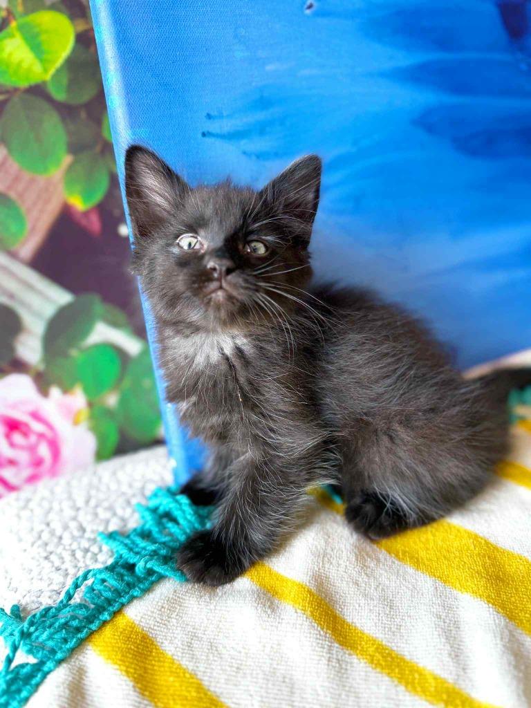 Enlarge Beach, a Adoptable mixed breed in Effingham, IL image 5/6