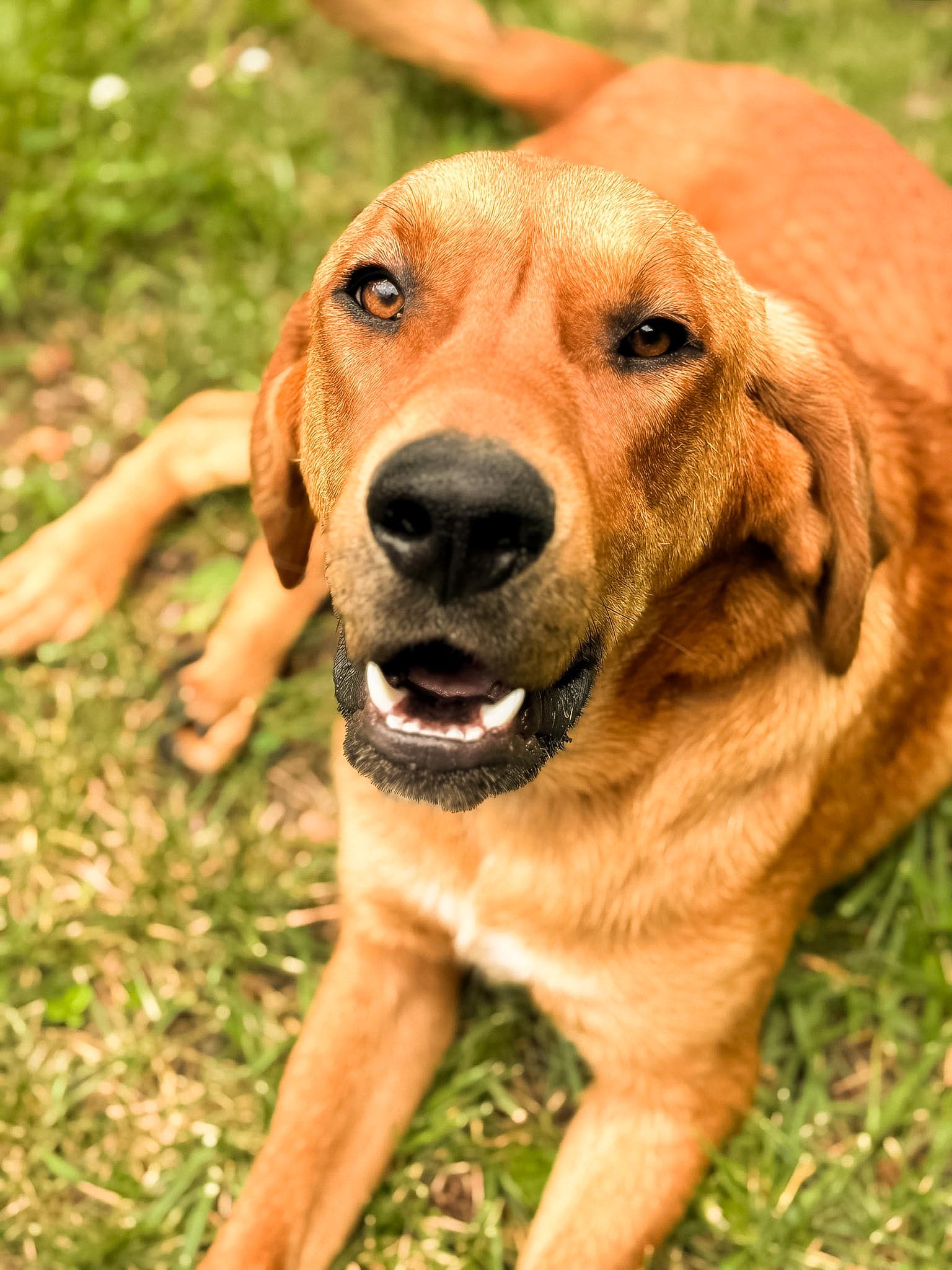 Bloodhounds for Adoption in Minford, Ohio | Petfinder