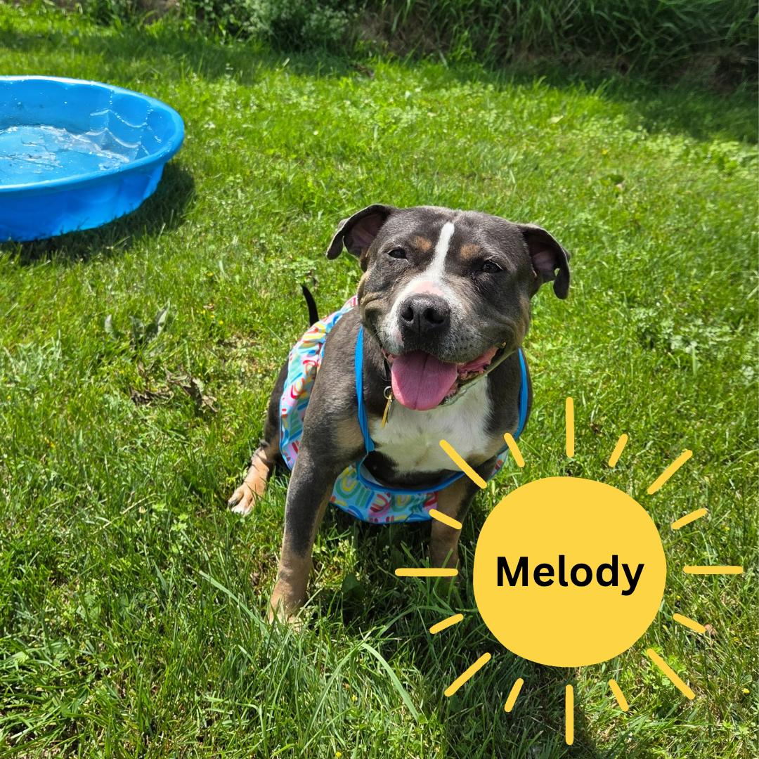 Melody