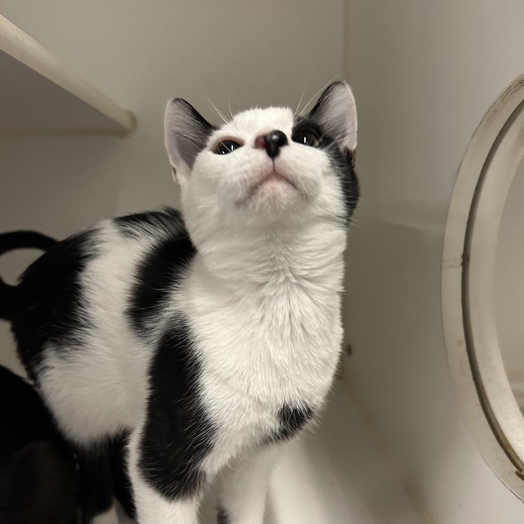 Pan Pan, Adoptable, Young Male Domestic Short Hair.