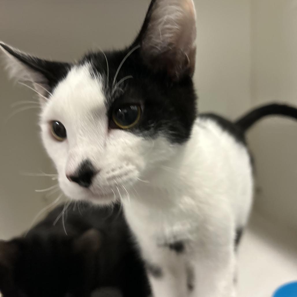Enlarge Pan Pan, a Adoptable Domestic Short Hair in Park City, UT image 2/3