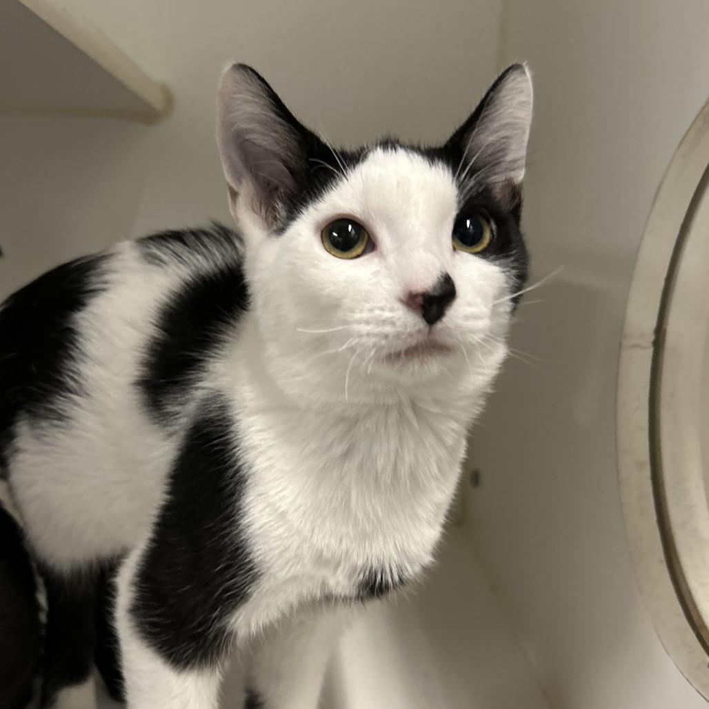 Enlarge Pan Pan, a Adoptable Domestic Short Hair in Park City, UT image 3/3