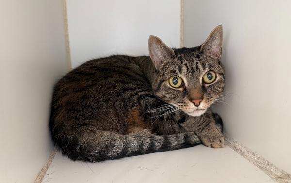 Harley, Adoptable, Adult Male Domestic Short Hair.