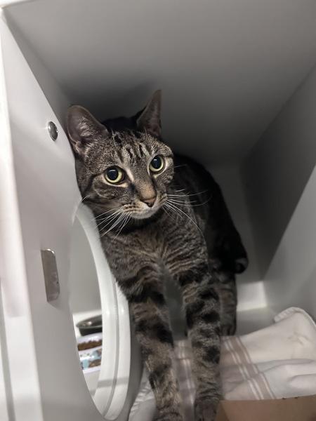 Harley, a Adoptable mixed breed in Staten Island, NY image 2/3