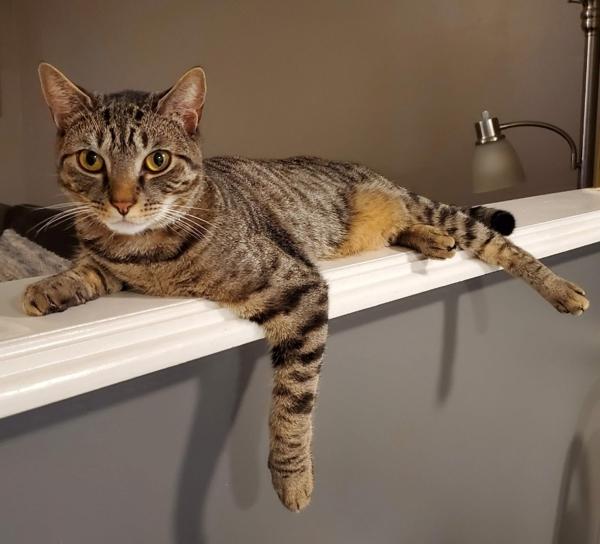 Harley, a Adoptable mixed breed in Staten Island, NY image 3/3