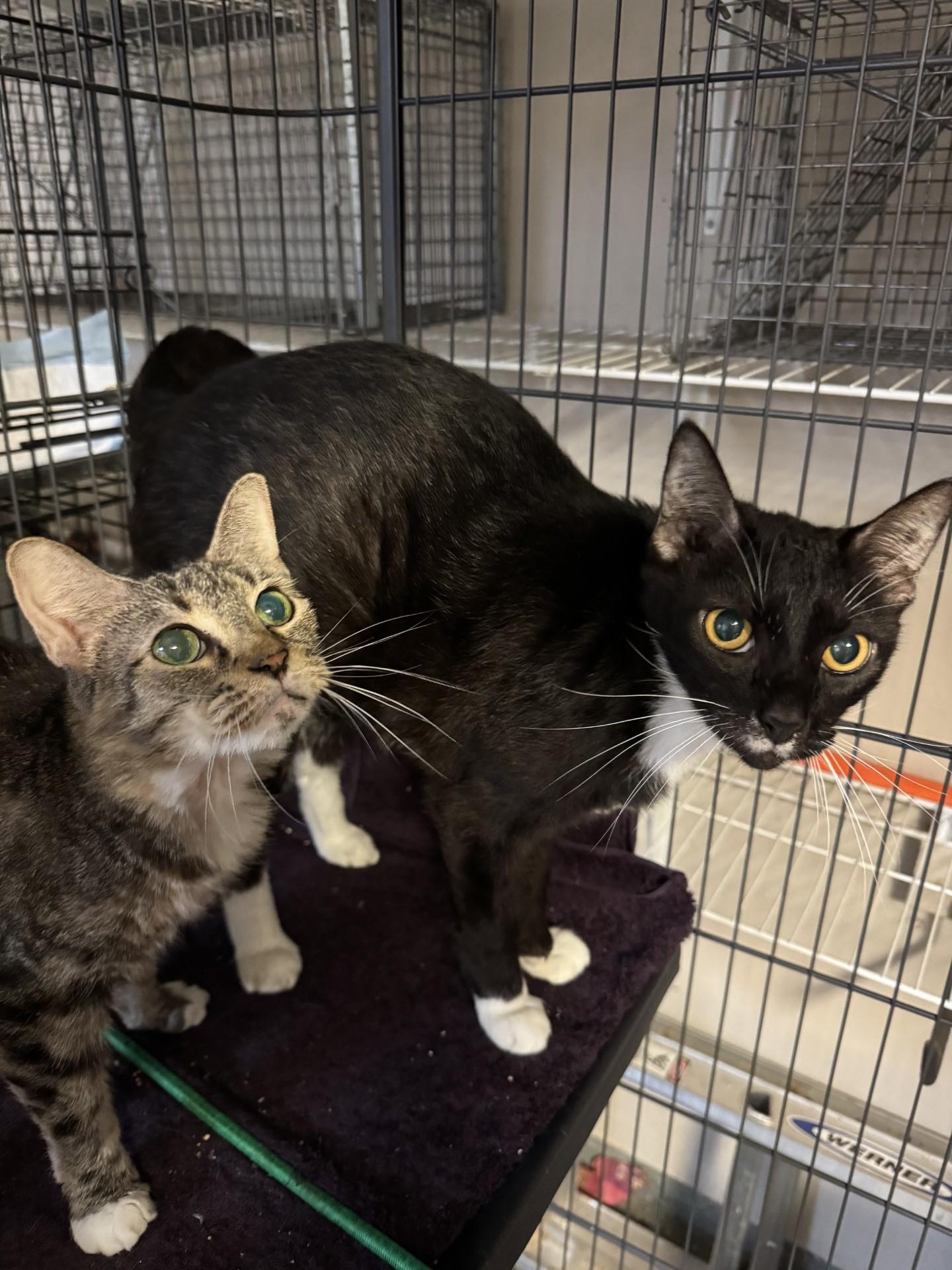 Courtesy Post - Muffin (Bonded with Precious), ADOPTABLE, Senior Male Domestic Short Hair.