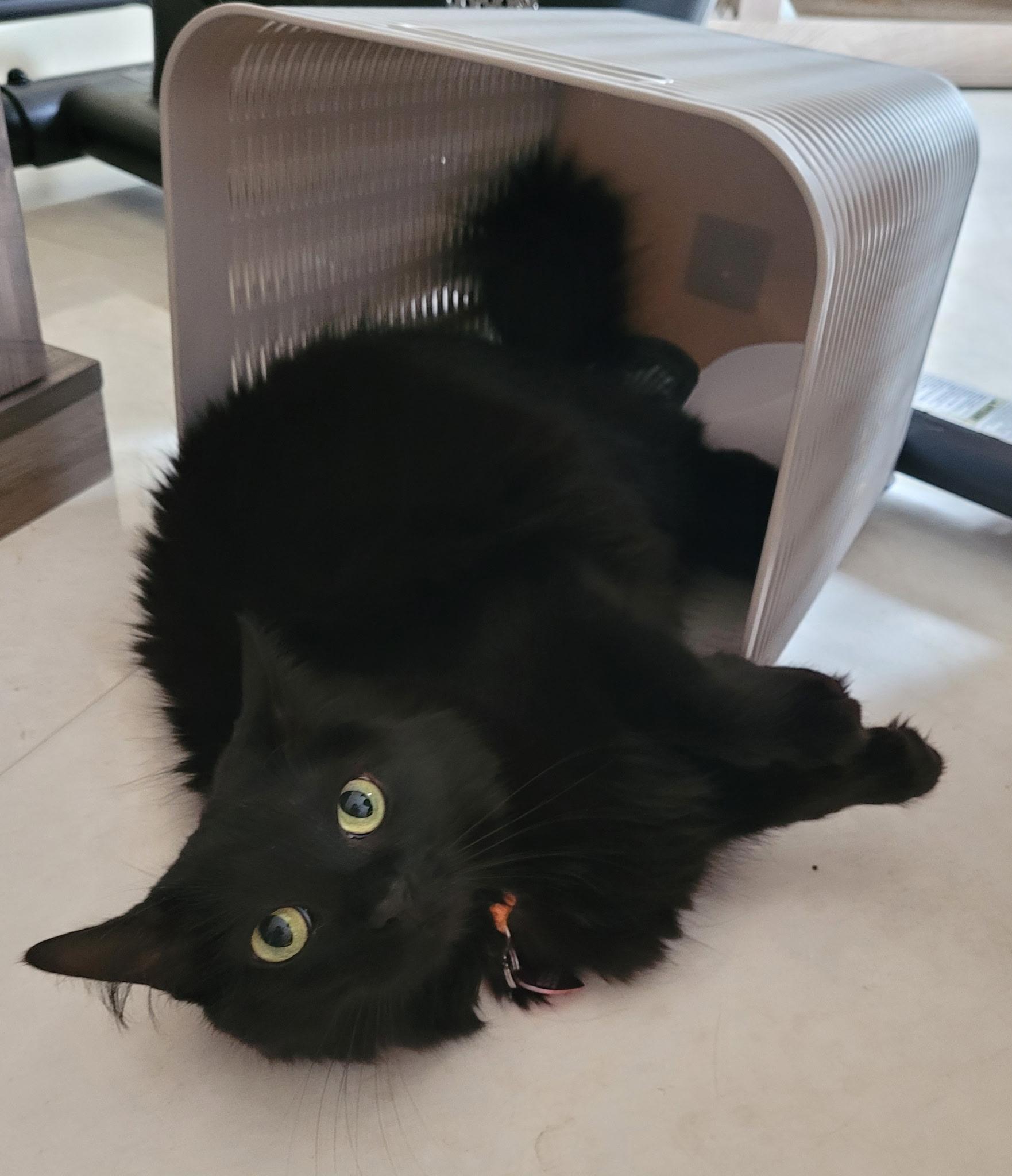 Katerina, Adoptable, Young Female Domestic Medium Hair.