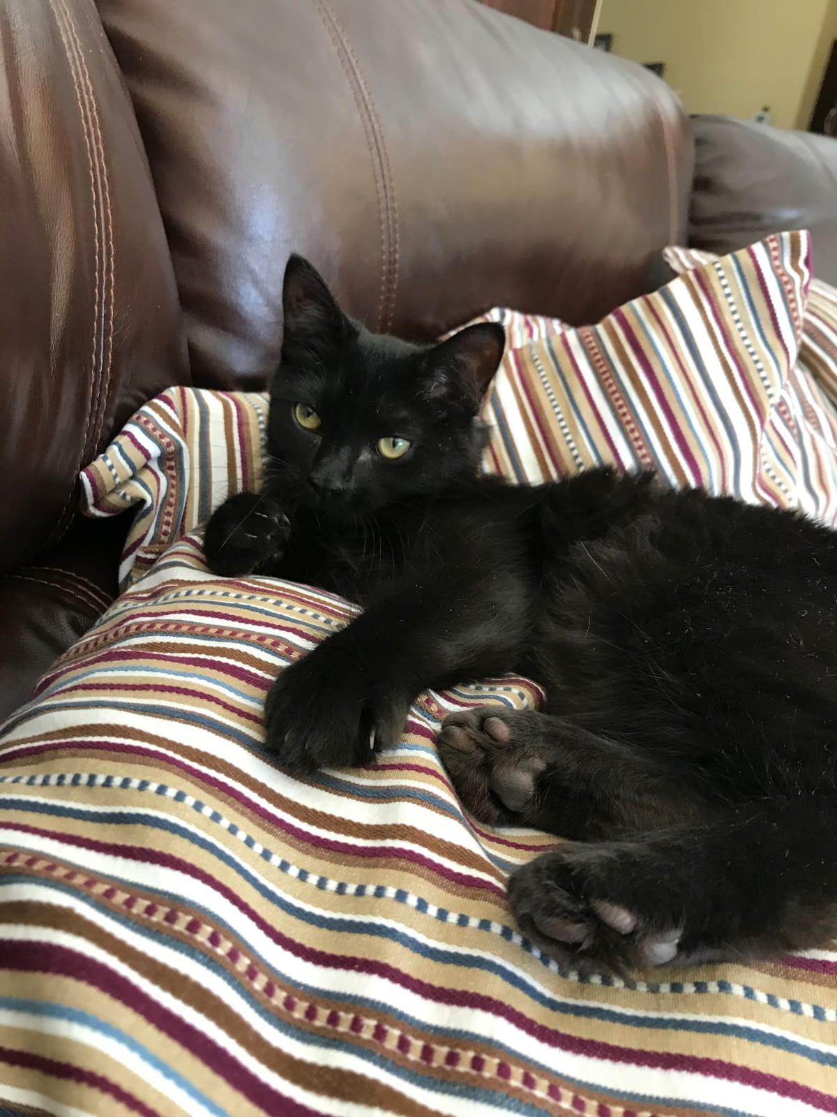 Katerina, a Adoptable Domestic Medium Hair in Hartford, CT image 2/3