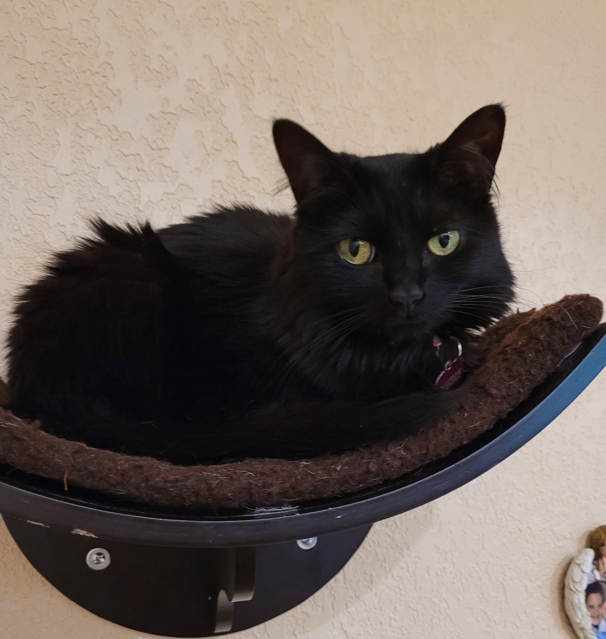 Katerina, a Adoptable Domestic Medium Hair in Hartford, CT image 3/3