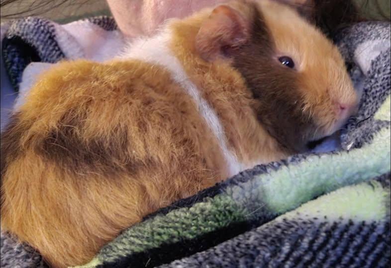 Nugget, Adopted, Baby Female Guinea Pig.