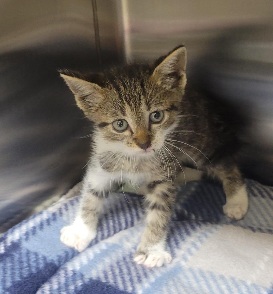 Tom, Adoptable, Kitten Male Domestic Short Hair.