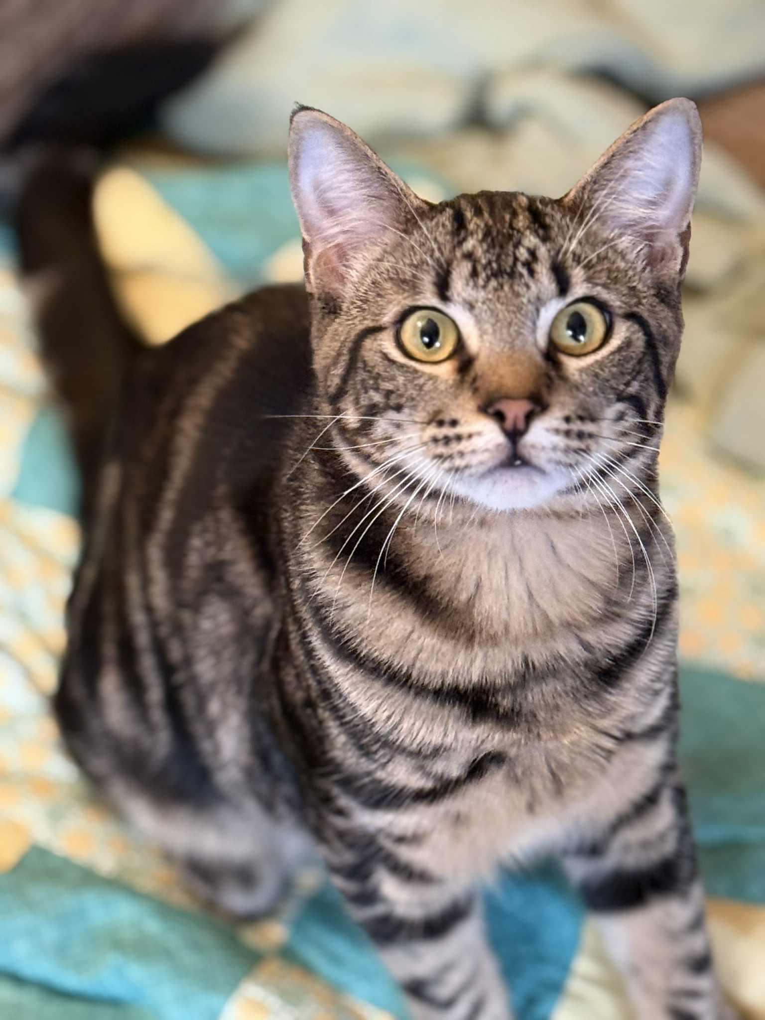 Neville, Adoptable, Young Male Tabby & Domestic Short Hair.
