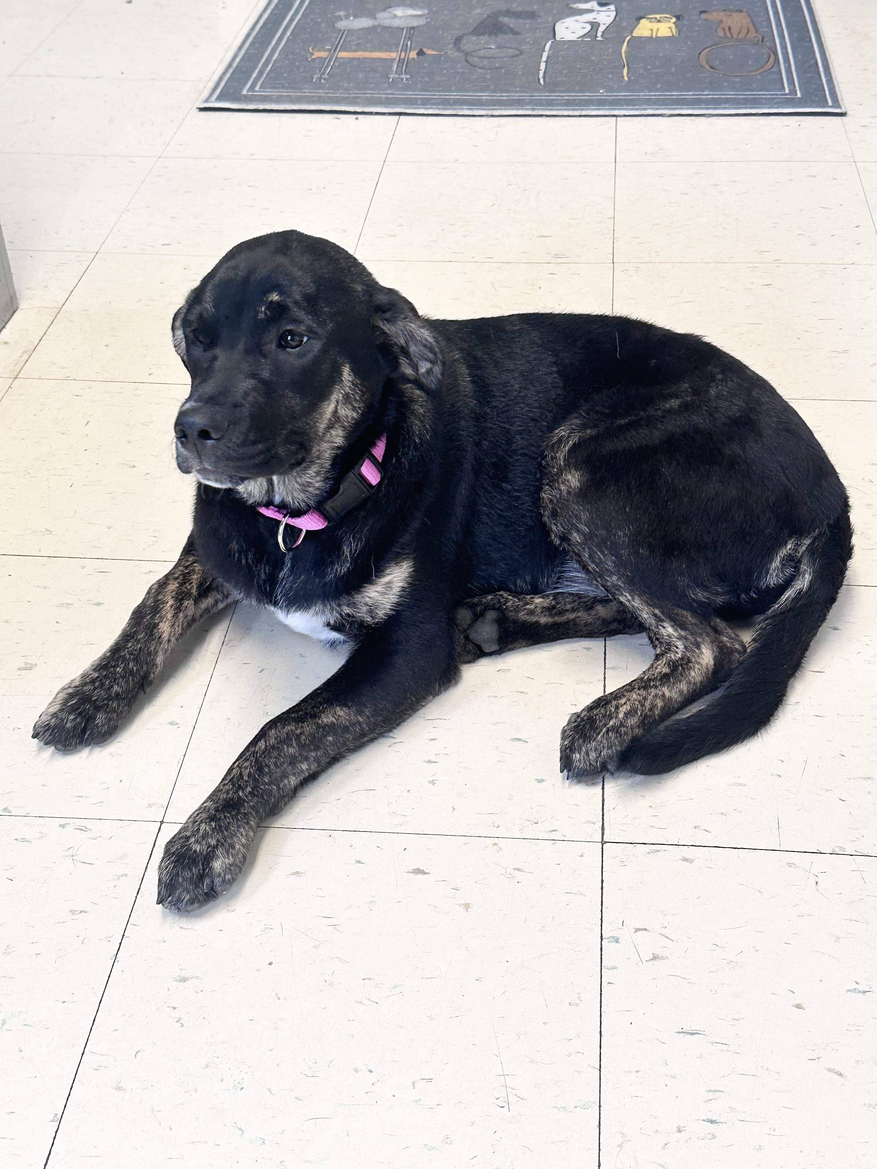 Brownie G , adopted, Young Female Golden Retriever & Labrador Retriever.